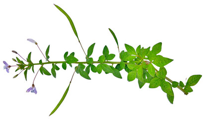 Obraz premium Single Green Flowering Herb Branch Isolated on Transparent Background for Natural Design