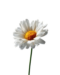 Close-up of a single white daisy against a black background.  The flower's petals are detailed, and the yellow center is prominent.  A green stem extends upward from the blossom