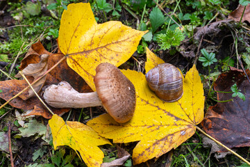 Vivid autumn colors surround a mushroom and snail.