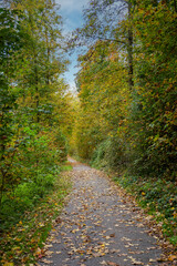 ​A beautiful autumn path through the forest.