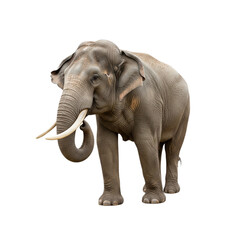 Fototapeta premium Elephant with transparent PNG background