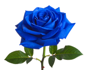 Vibrant blue rose with green leaves against a stark black background
