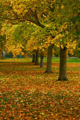 Autumn image displays golden maple trees and green grass with fallen leaves, The Stray, Harrogate, Yorkshire.