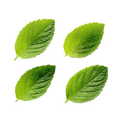 Four vibrant green leaves arranged in a cross, detailed veins visible