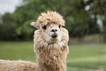 Obraz premium A white llama stands quietly on grassy ground. Green background contrasts with the bright wool of the animal.