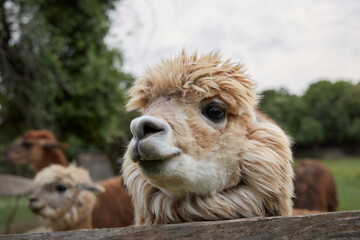 An alpaca leans toward a wooden fence and gazes out. Blurred animals in the background create depth.