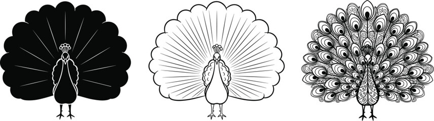 Elegant peacock vector illustration set showing detailed feather designs, black and white outline and decorative ornamental tail artwork for design © Creative Vector