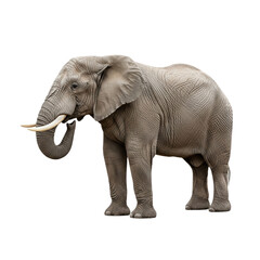 Obraz premium Elephant with transparent PNG background