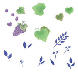 포도와  나뭇잎을 색연필 손그림으로 그린 일러스트