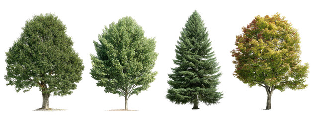 Four different tree types displayed