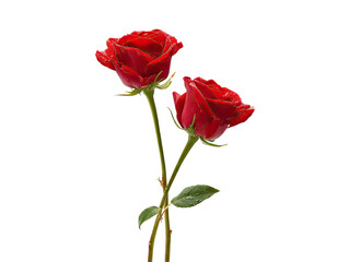 Two vibrant red roses, close-up, on a black background.  The roses are in focus, with deep crimson petals and visible details.  Stems and small leaves are also visible