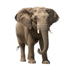 Obraz premium Elephant with transparent PNG background