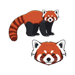 Red Panda Fullbody and Close-Up Illustration