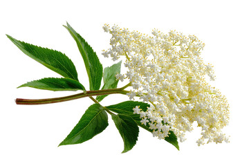 Close-up of a vibrant elderflower sprig with clusters of small, delicate, creamy-white flowers.  Green leaves, stems, and flower clusters are sharply in focus against a black background