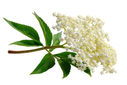 Close-up of a vibrant elderflower sprig with clusters of small, delicate, creamy-white flowers.  Green leaves, stems, and flower clusters are sharply in focus against a black background