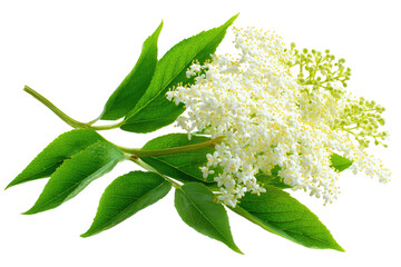 Close-up of a flowering elderberry branch. Lush green leaves frame a cluster of small, delicate white flowers