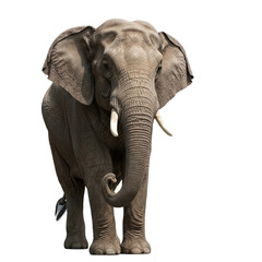 Obraz premium Elephant with transparent PNG background