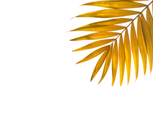 Golden palm frond with water droplets on a stark black background