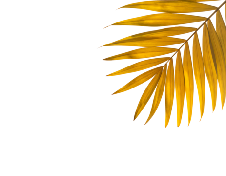 Golden palm frond with water droplets on a stark black background