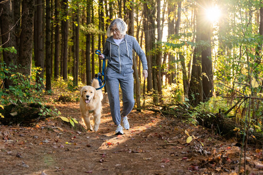 Senior woman walking golden retriever through pine forest in autumn sunlight
