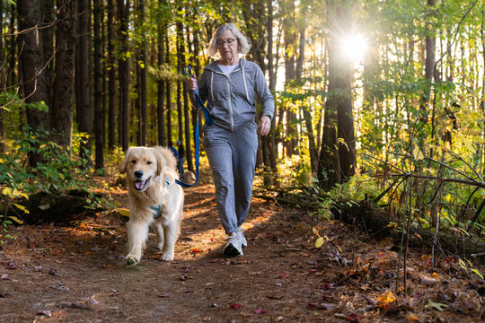 Active senior woman walking golden retriever on forest trail in autumn sunlight
