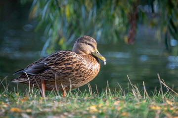 Female Mallard Duck Resting on Riverbank Grass