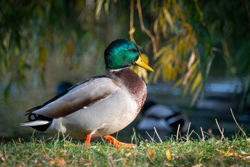 Male Mallard Duck Standing on Grass near Water
