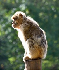 Singe Magot ou Macaque Berbère