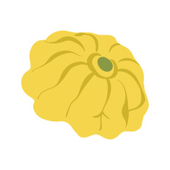 Patisson fresh yellow vegetable vector illustration. Pattypan squash in simple flat style. Hand drawn patisson organic vegetable. Autumn harvest vegetarian plant food isolated on white background.