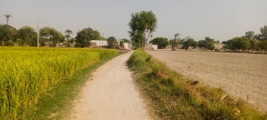 Road in villages vibes 