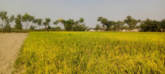 rice field in thailand