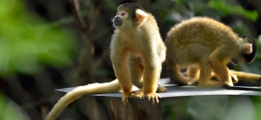 Singes Saïmiri de Bolivie