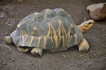 Tortue radiée ou rayonnée de Madagascar