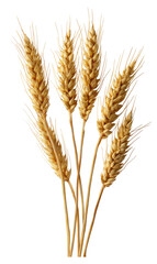 A bunch of golden wheat stalks