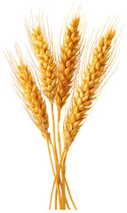 Close-up of three wheat stalks, golden yellow, detailed texture