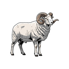 vector illustration of sheep on white background