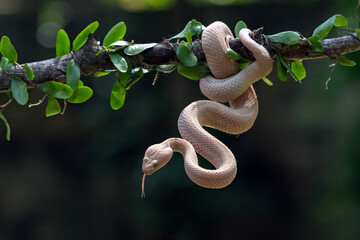 A pink female mangrove pit viper Trimeresurus purpureomaculatus hanging on a branch, close up of female pink mangrove pit viper snake