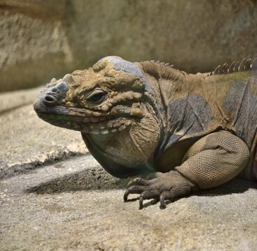 Iguane rhinoc&eacute;ros