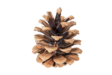 Pine cone isolated on white background