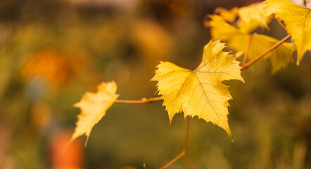 Golden grape leaves with blurred autumn garden background