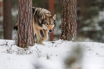 Fototapety na wymiar - Fototapeta24.pl