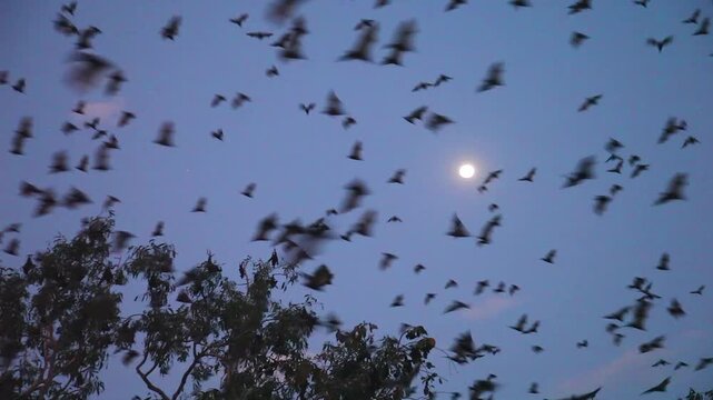 flying foxes or fruit bats in Australia evening departure of millions for feeding grounds 1423