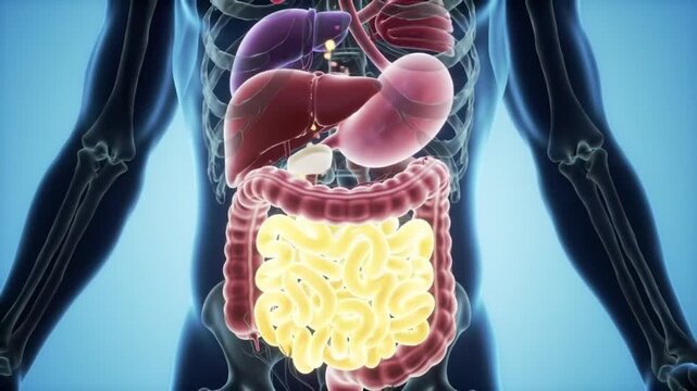 A detailed 3D medical animation showing the human digestive system, including stomach, liver, and intestines, with food digestion process. Perfect for educational and medical visualization