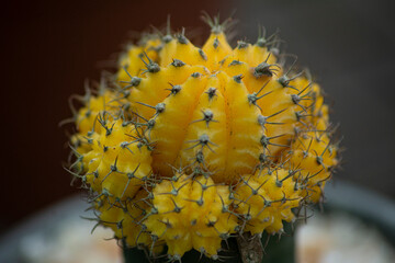 Gymnocalycium mihanovichii
