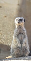 Suricate