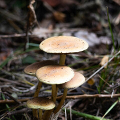 mushroom in the forest