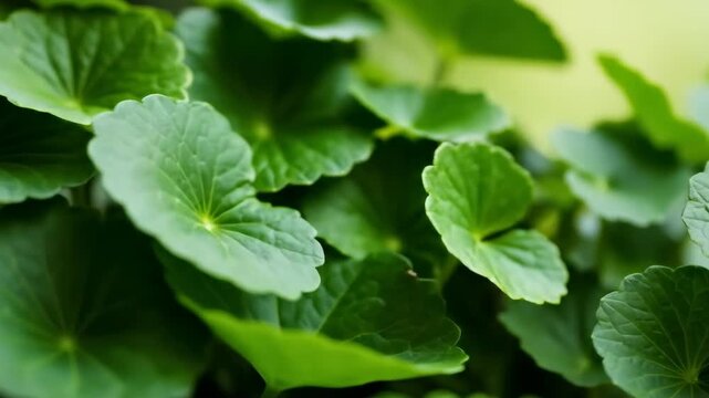 Lush Green Asiatic Pennywort: Close-Up Macro Shots of Vibrant Leaves