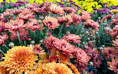 Colorful autumn flowers showcasing different chrysanthemum varieties
