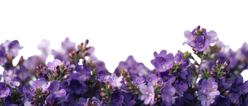 Close-up of a vibrant cluster of purple flowers,  softly out-of-focus at the edges, creating a natural border effect