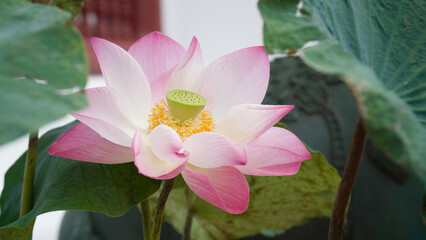 A beautiful pink lotus flower surrounded by green leaves, showcasing its delicate petals and intricate center against a serene background.